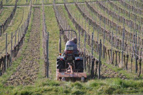 Von Wert und Leistung im Weinberg